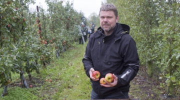 Økologisk æbleproduktion fik 1,4 million på seks timer