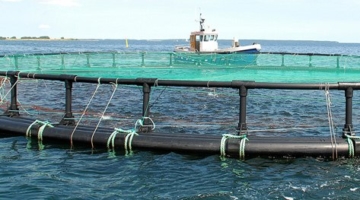 Stort havbrug beskyldes for ulovlig produktion