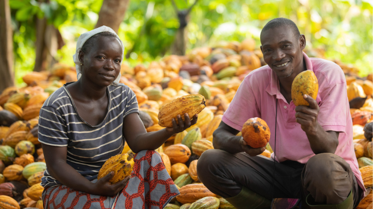 Kakaoproducenter fra Elfenbenskysten i Vestafrika. 