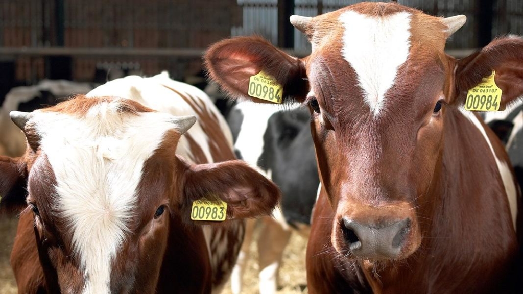 Danske kalve skal være bæredygtige FødevareFOKUS