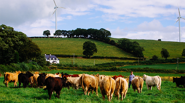 Kvæg på mark i Irland med vindmølle i baggrunden