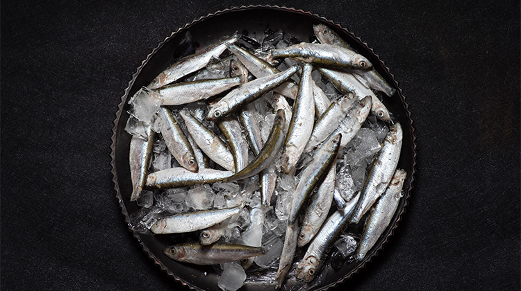 Brisling