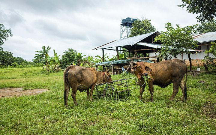 Brune køer spiser græs