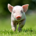 Glad lille gris, der løber