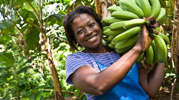 Kvinde med fairtrade bananer i junglen
