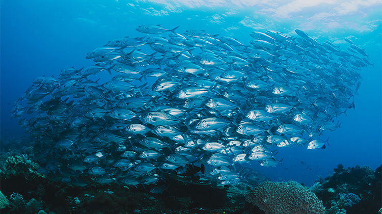 Fiskestime. foto: Freepik.com